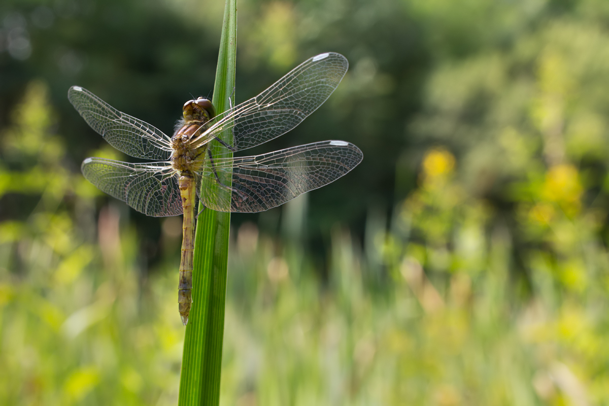 immature Ruddy Darter